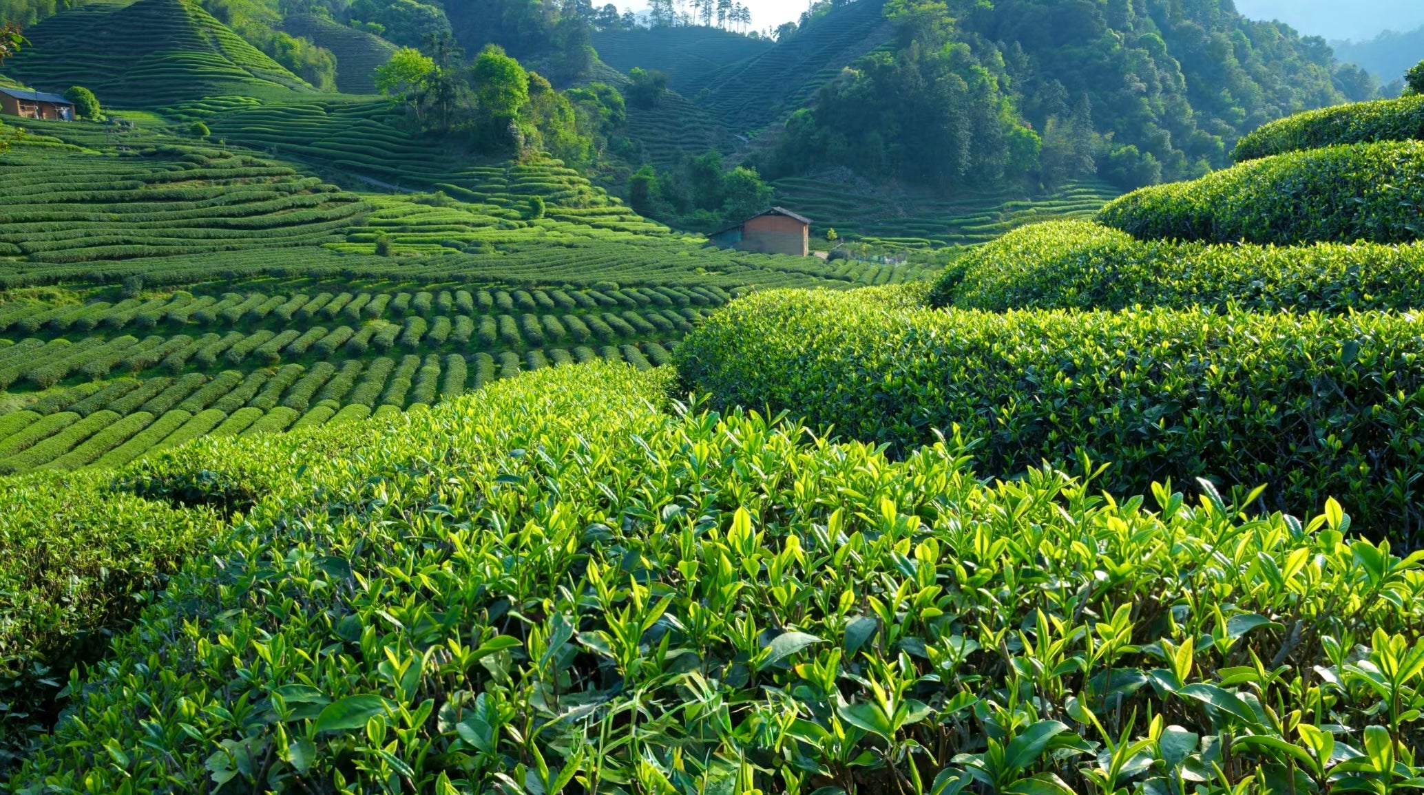 岩茶